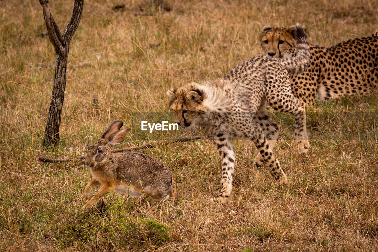 Family of cheetah playing with hare on field