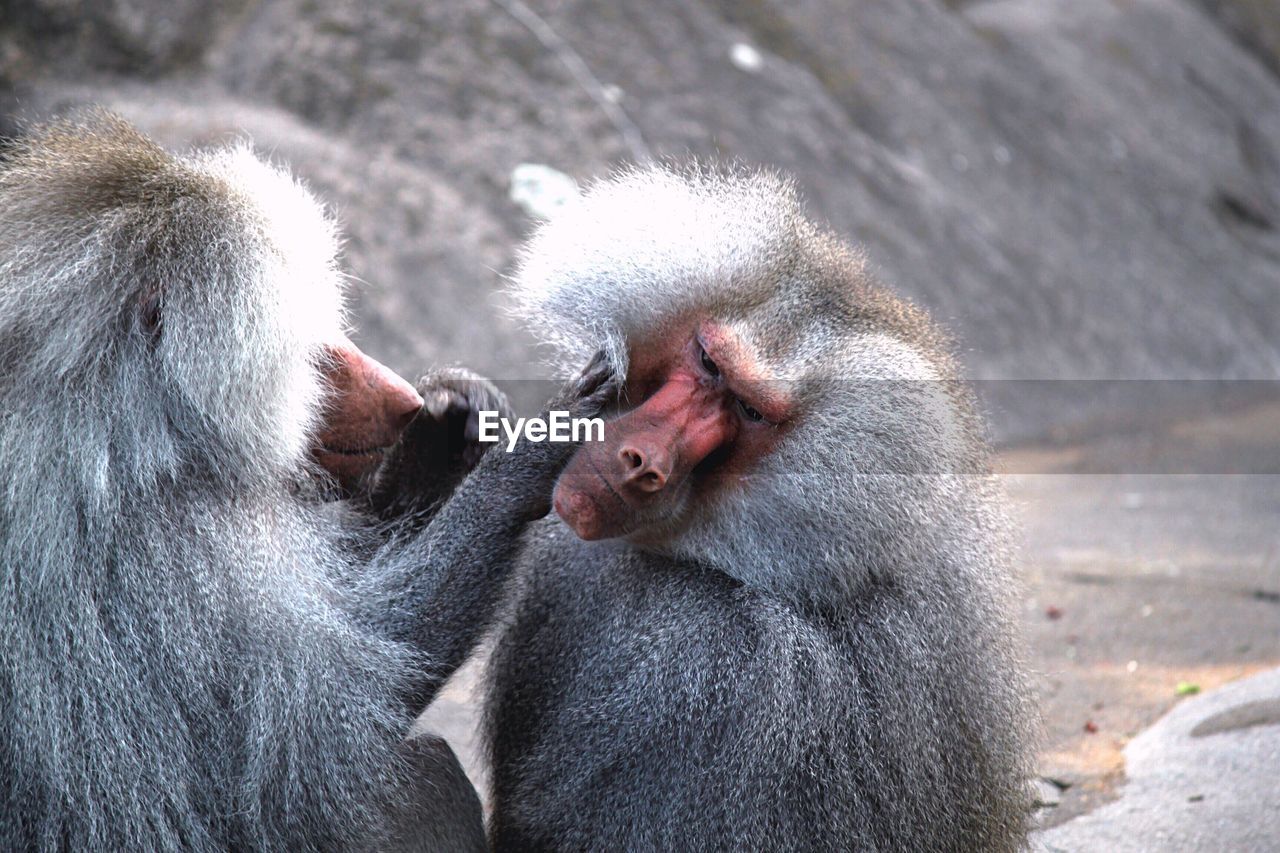 CLOSE-UP OF MONKEY WITH ANIMAL