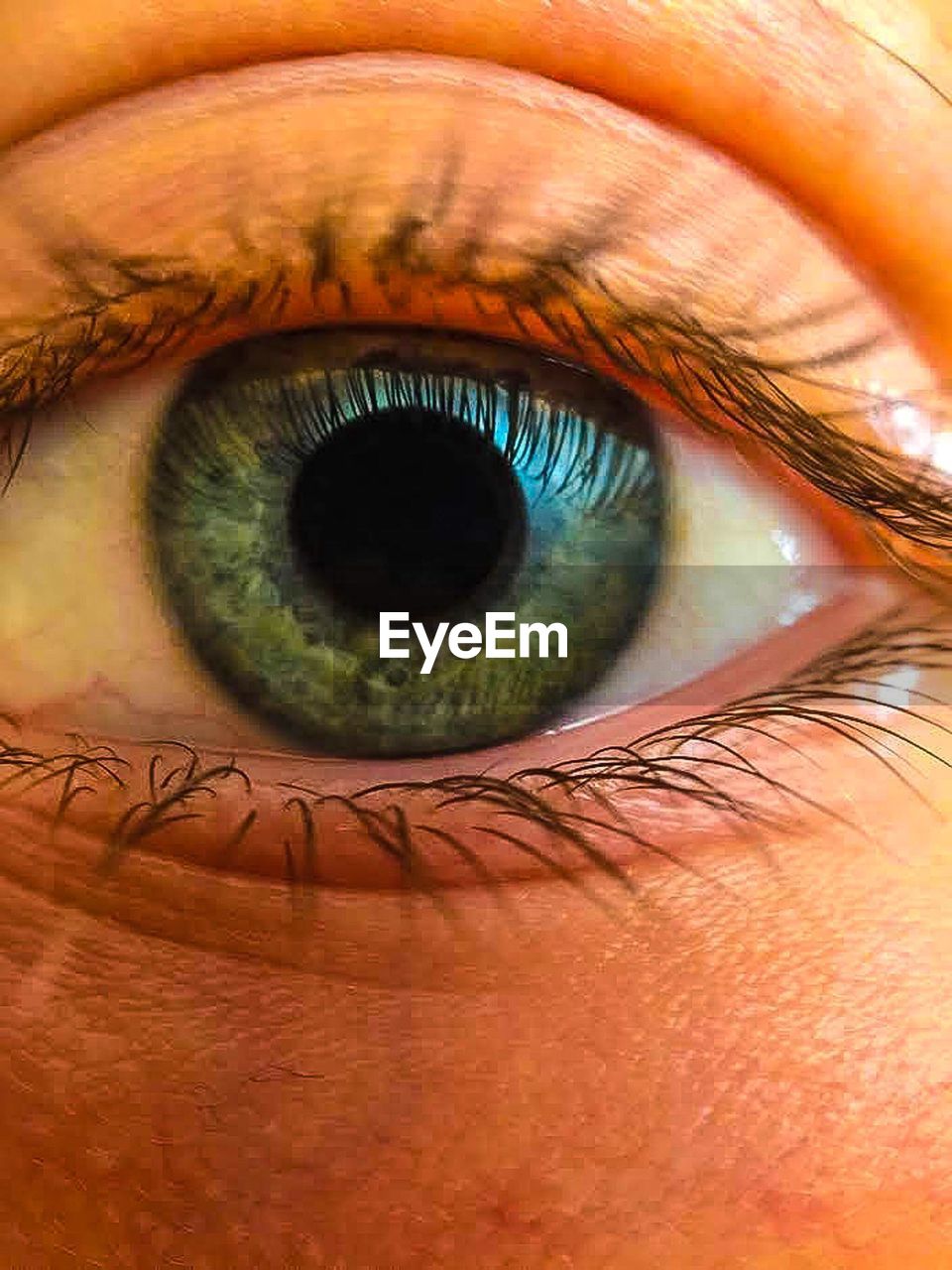 Close-up of green human eye