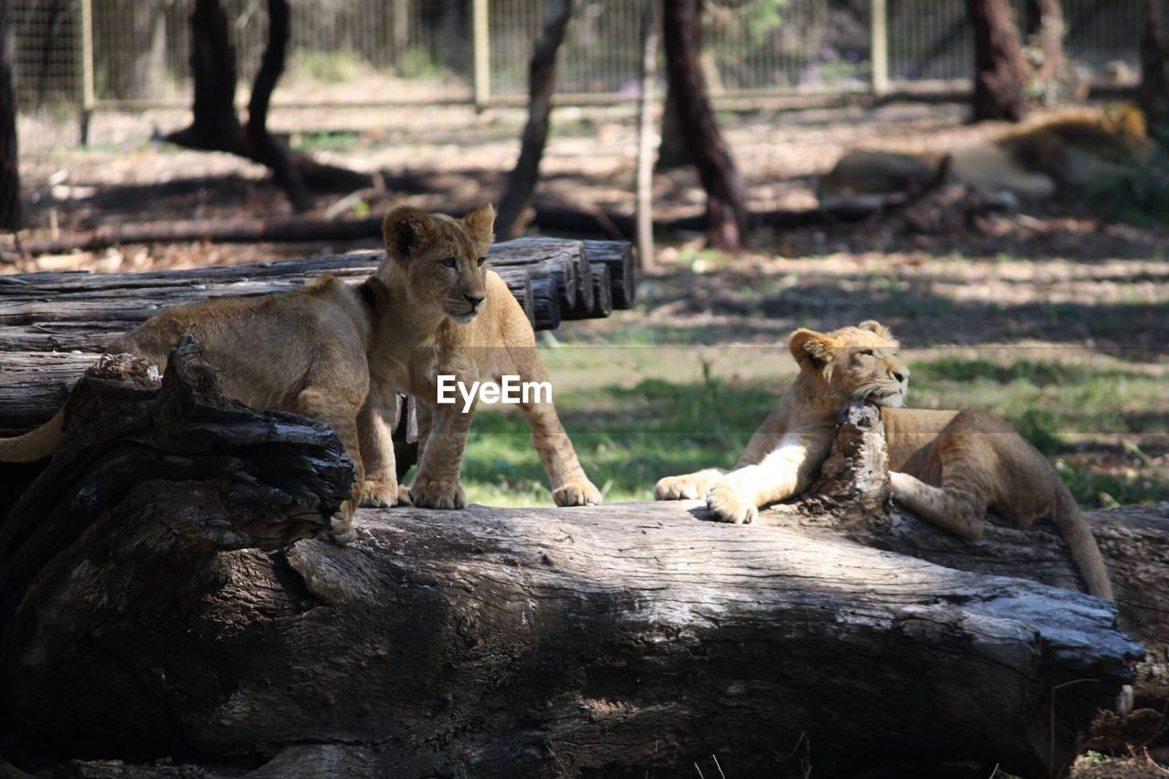 Baby lions on ground