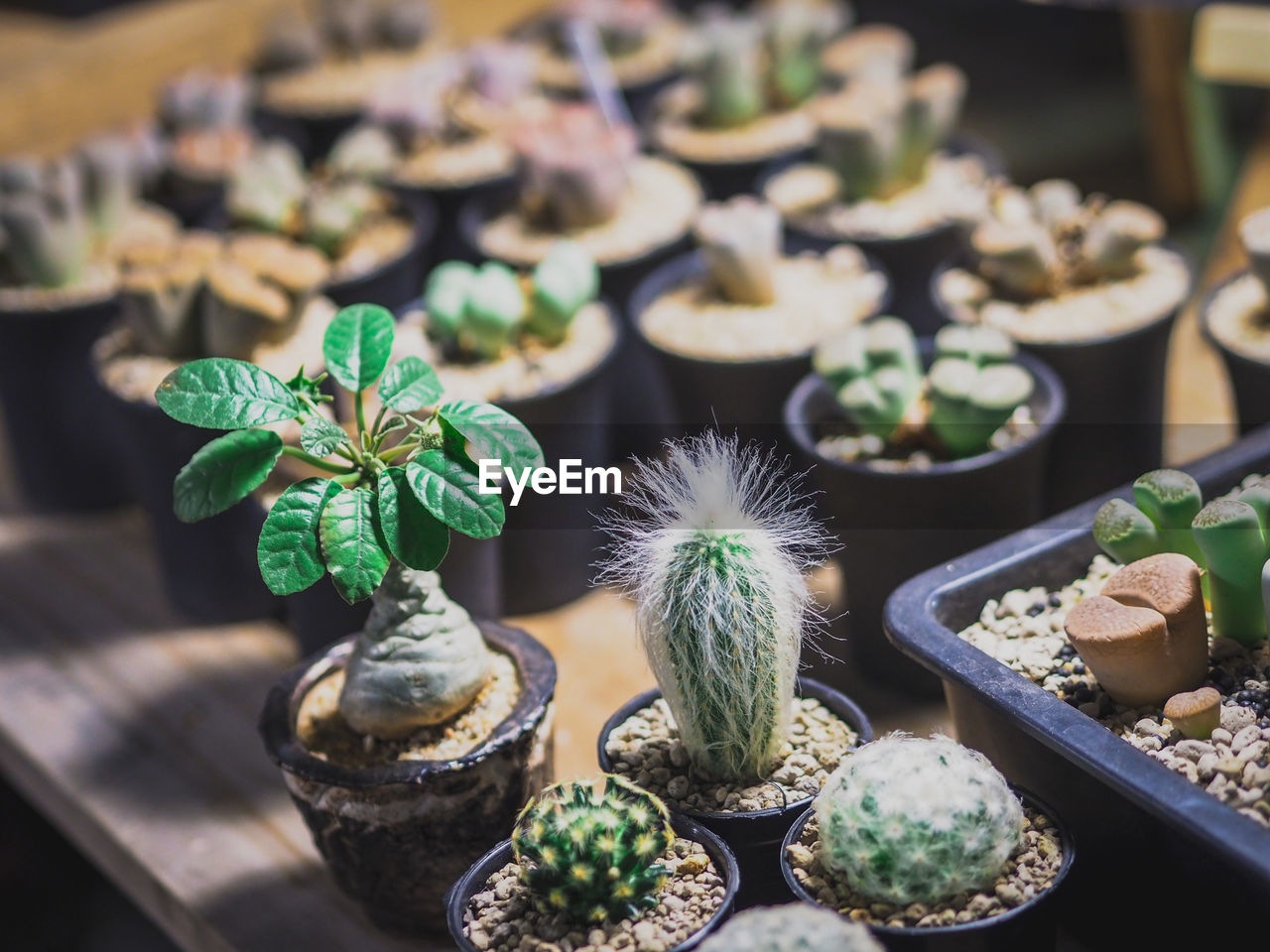 High angle view of potted plants on table