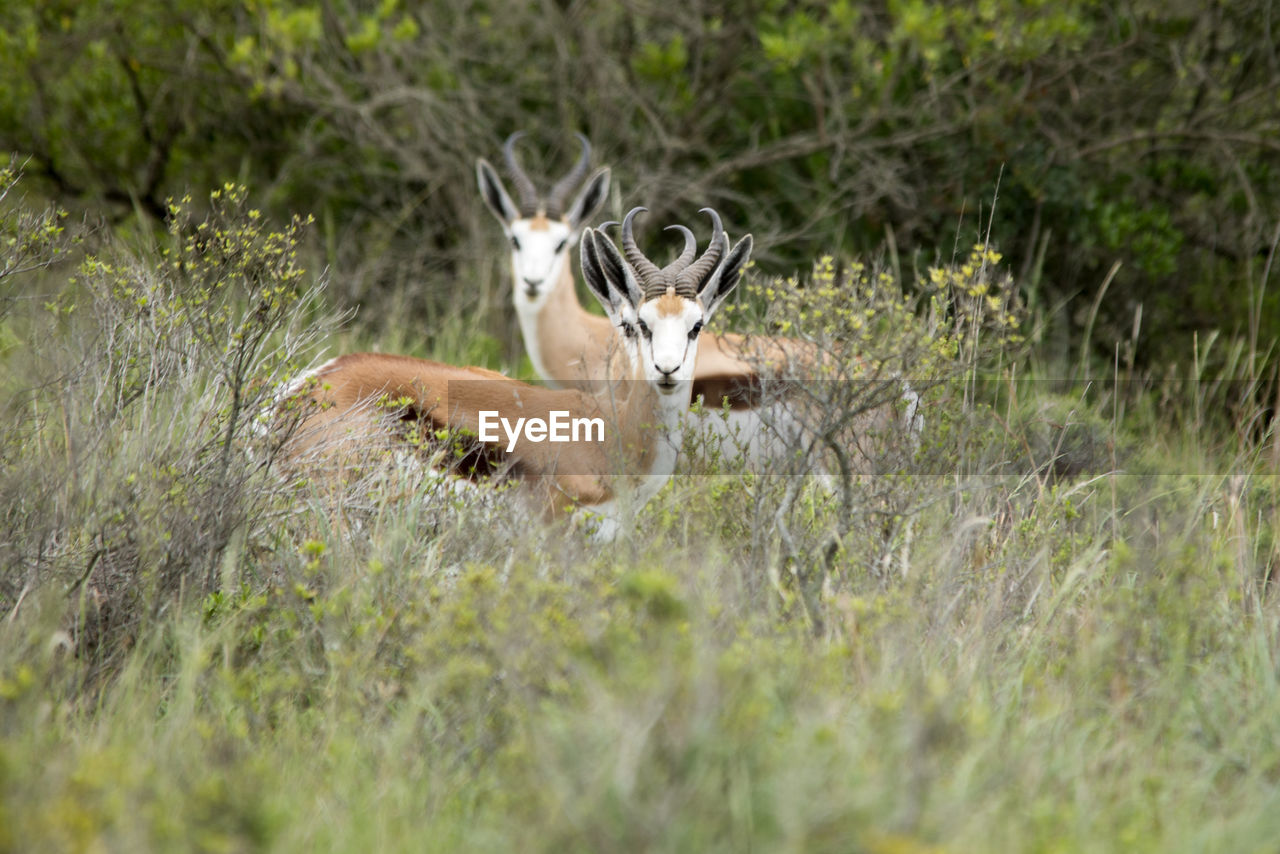 animal, animal themes, animal wildlife, wildlife, mammal, plant, grass, one animal, deer, nature, no people, grassland, land, selective focus, domestic animals, impala, field, day, prairie, outdoors, antelope, portrait, beauty in nature, herbivorous, antler, gazelle