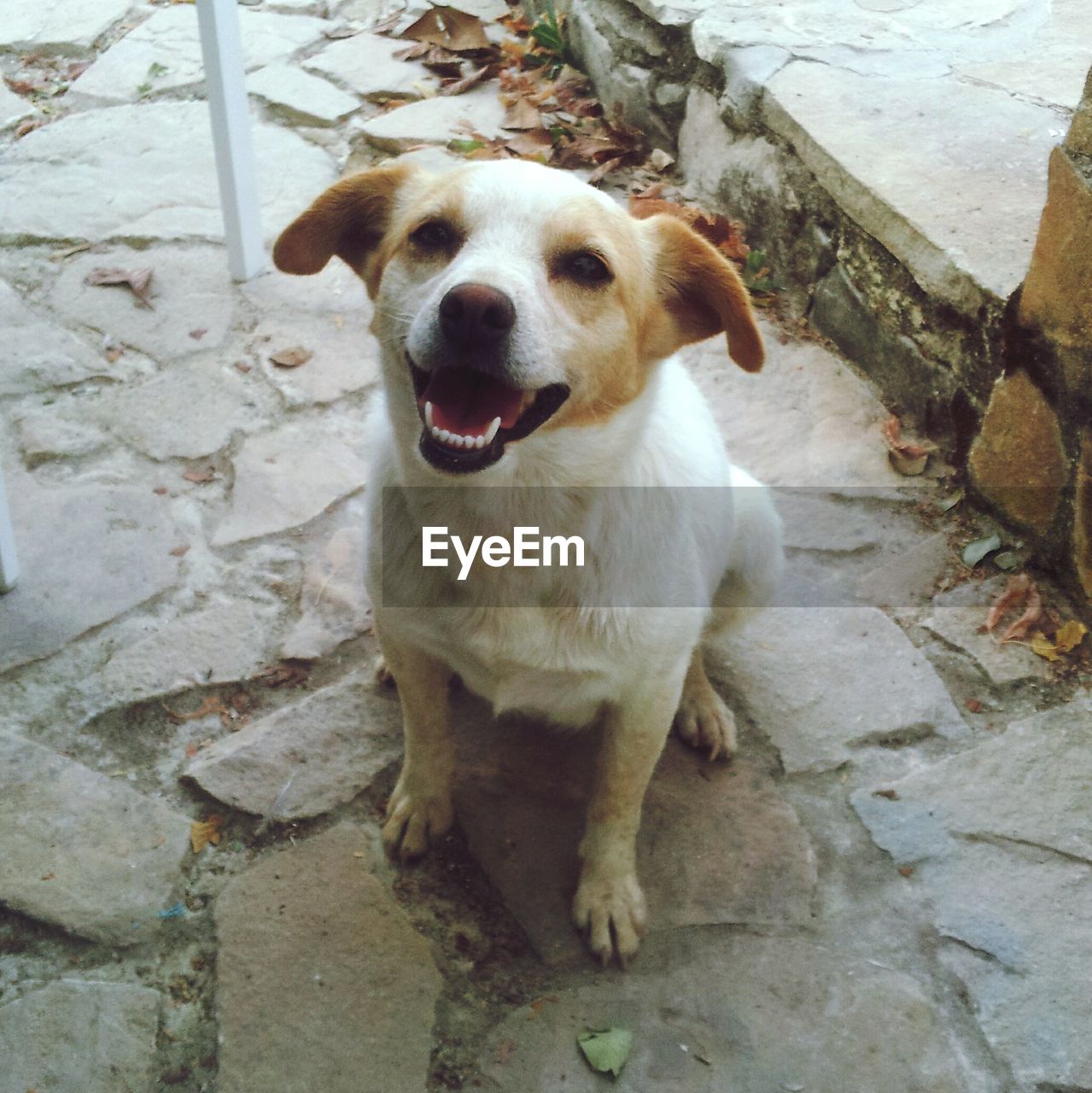 HIGH ANGLE PORTRAIT OF DOG STANDING ON COBBLESTONE