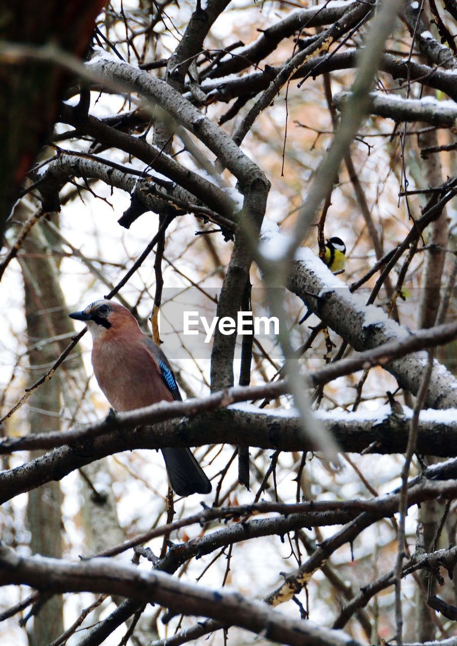 BIRD PERCHING ON BRANCH