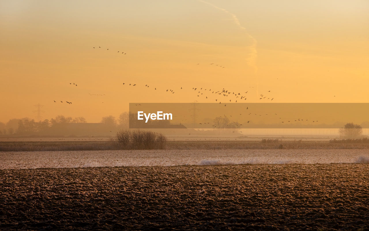 Birds flying over sea against sky during sunset