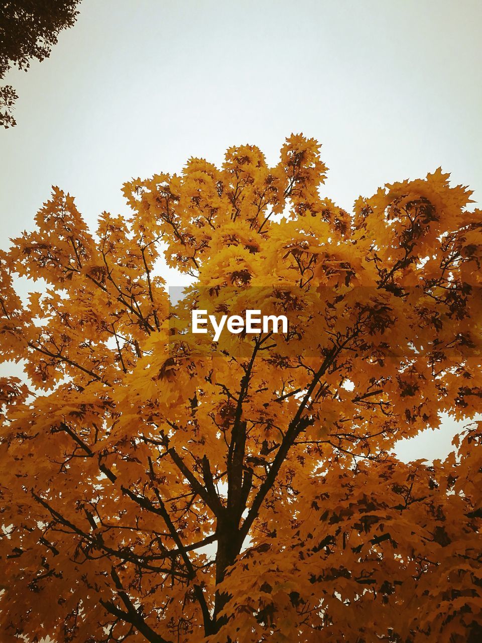 LOW ANGLE VIEW OF YELLOW TREE AGAINST CLEAR SKY