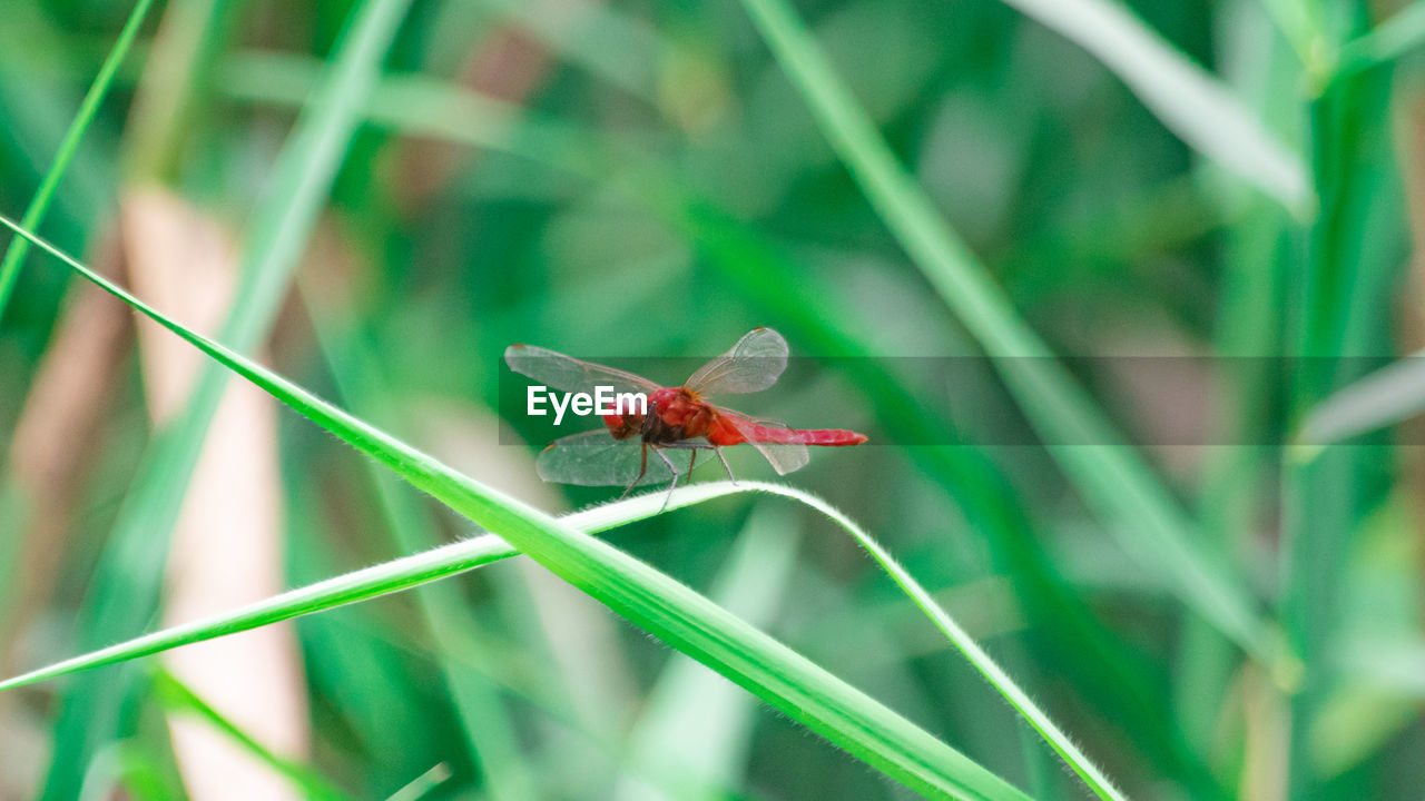 CLOSE-UP OF INSECT ON LEAF