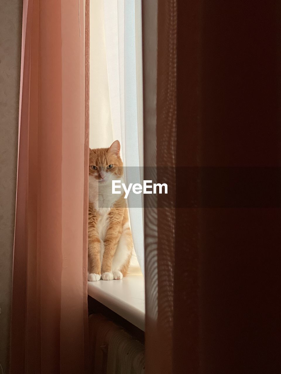 Portrait of cat sitting on window at home