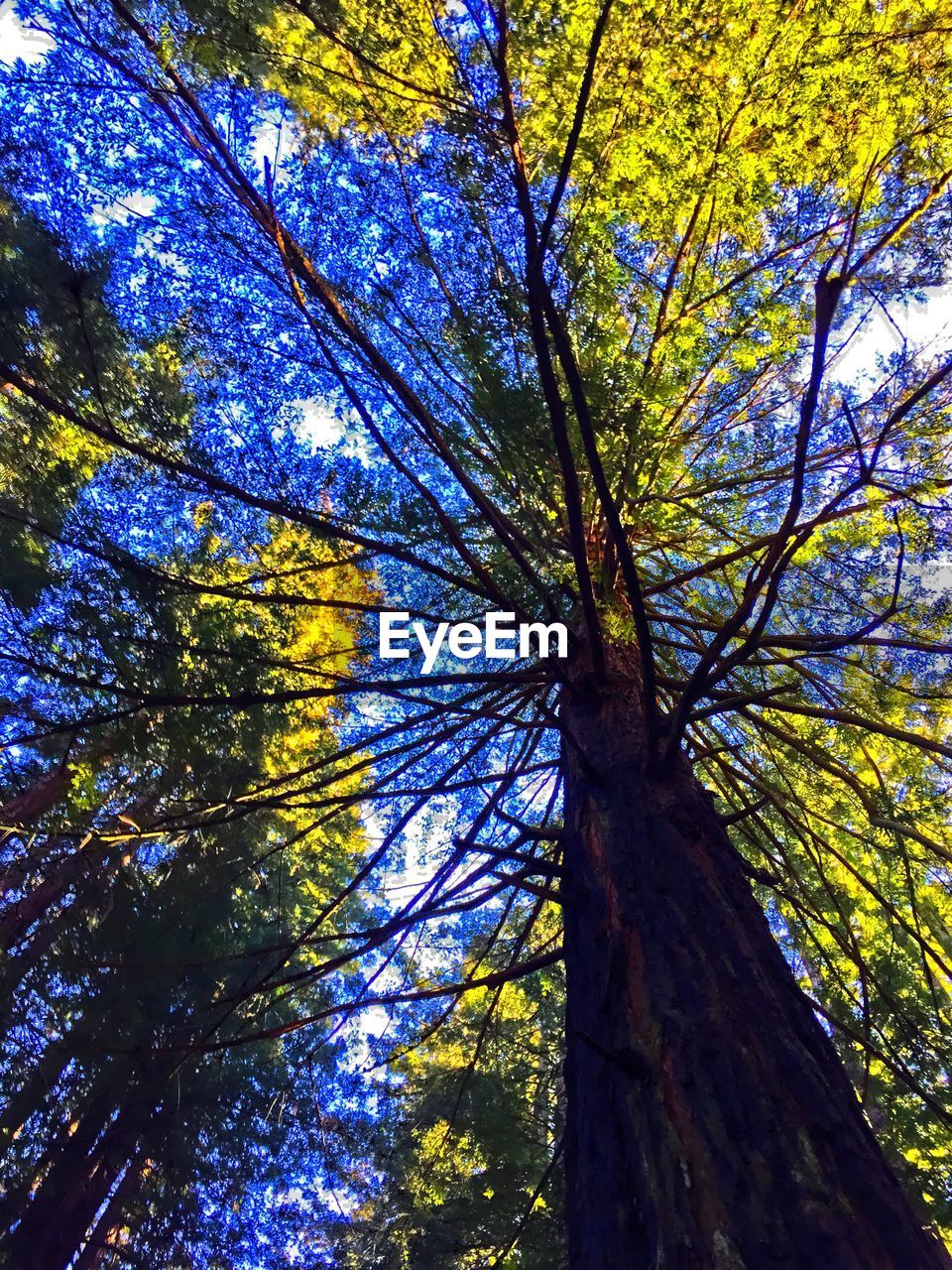 LOW ANGLE VIEW OF TREES AGAINST SKY