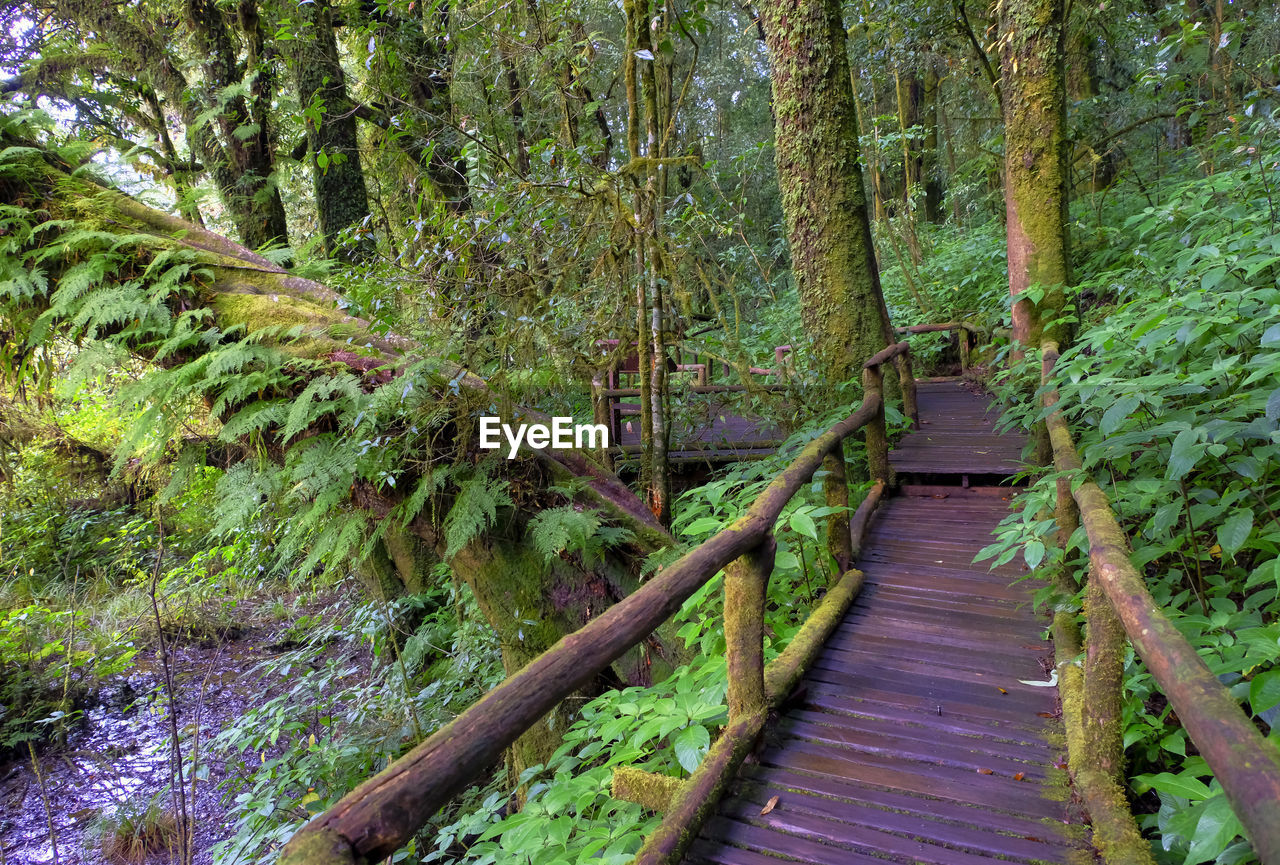 Fern and moss plants in tropical forest, national park of doi inthanon, chiangmai