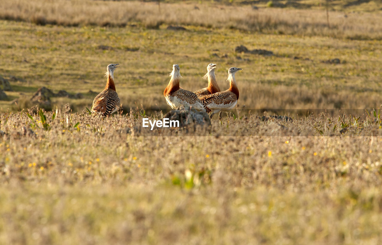 DUCKS ON A FIELD