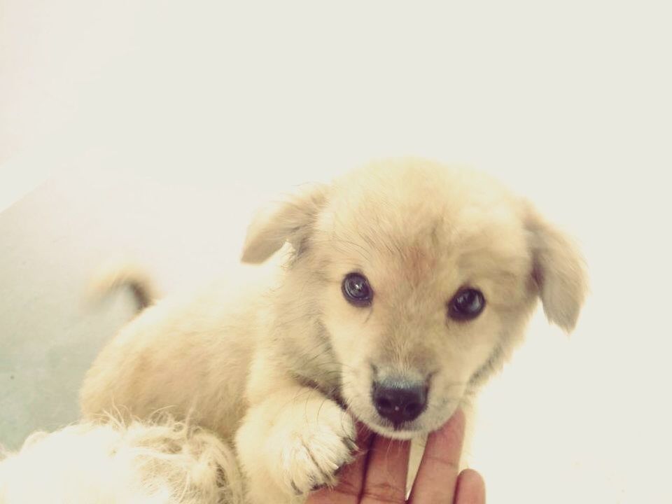 Portrait of puppy at home