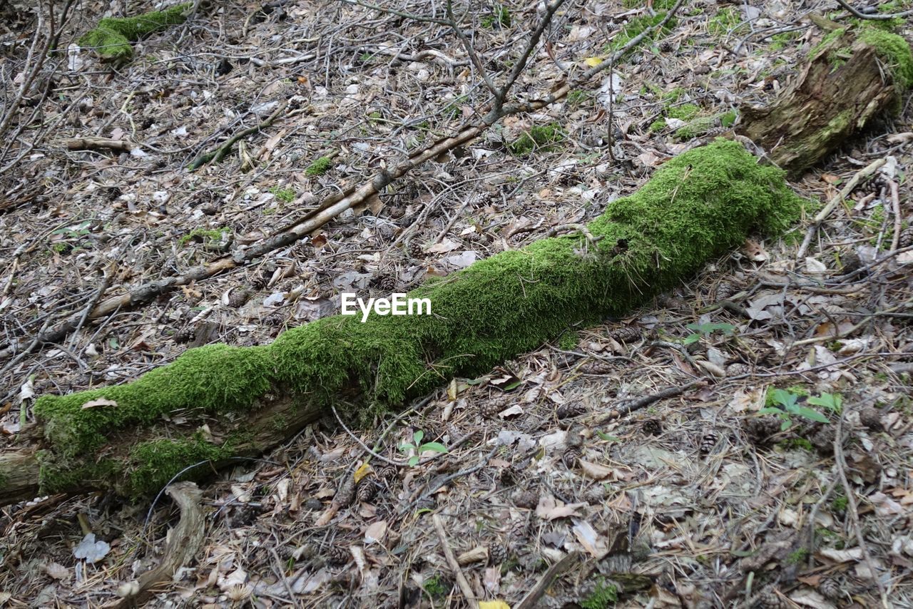 HIGH ANGLE VIEW OF MOSS GROWING ON ROCKS