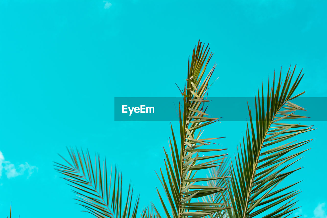 Low angle view of palm tree against blue sky