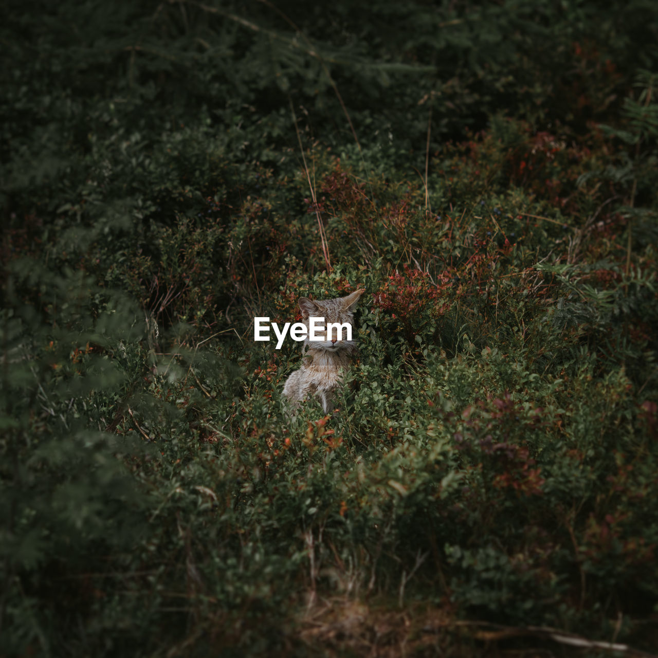 Wild cat amidst plants in forest