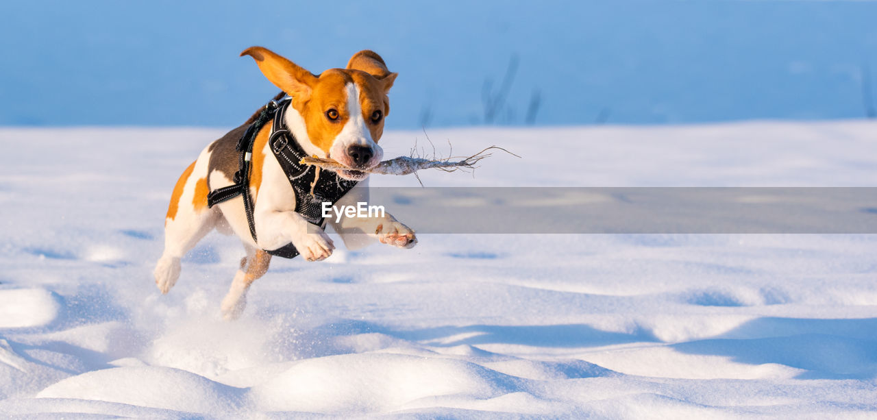 Dog running in snow