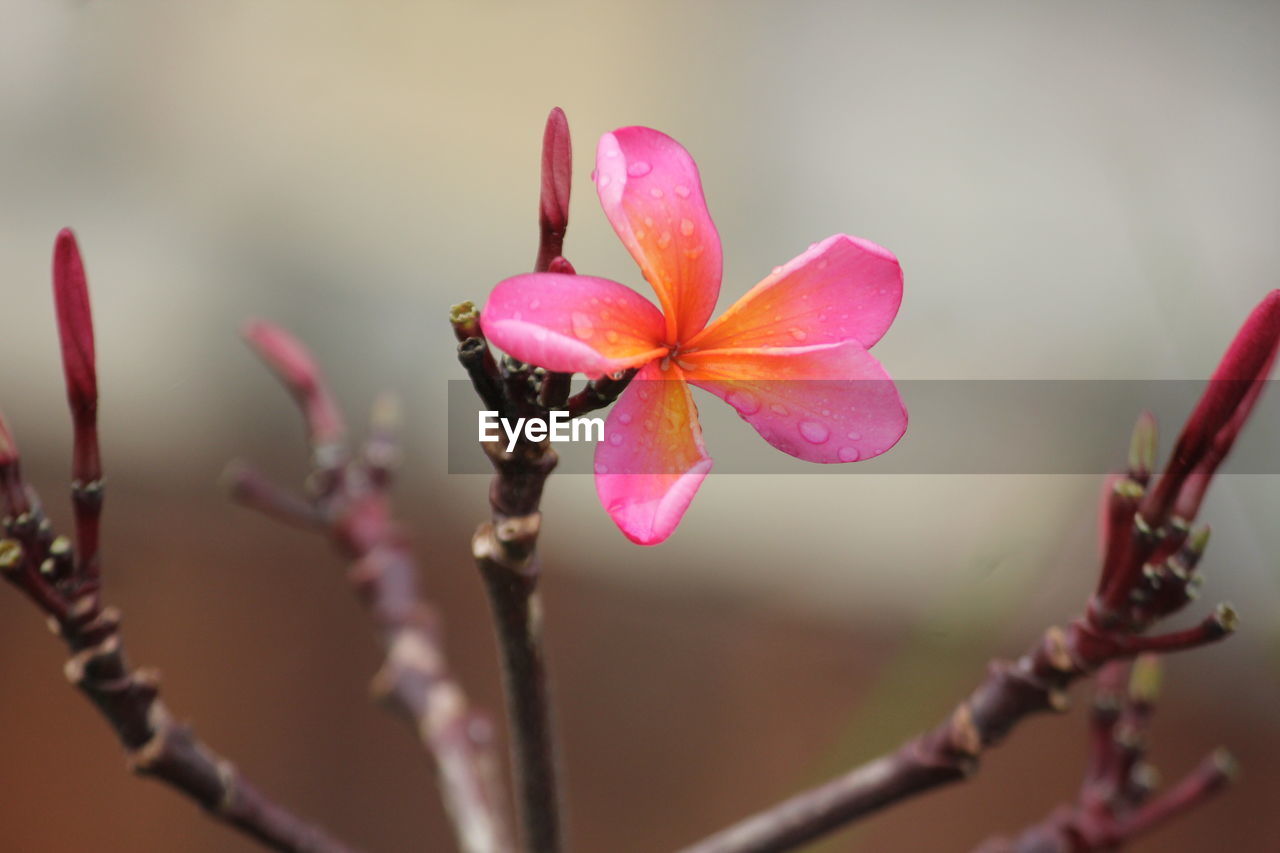 Close-up of raindrops on pink flower