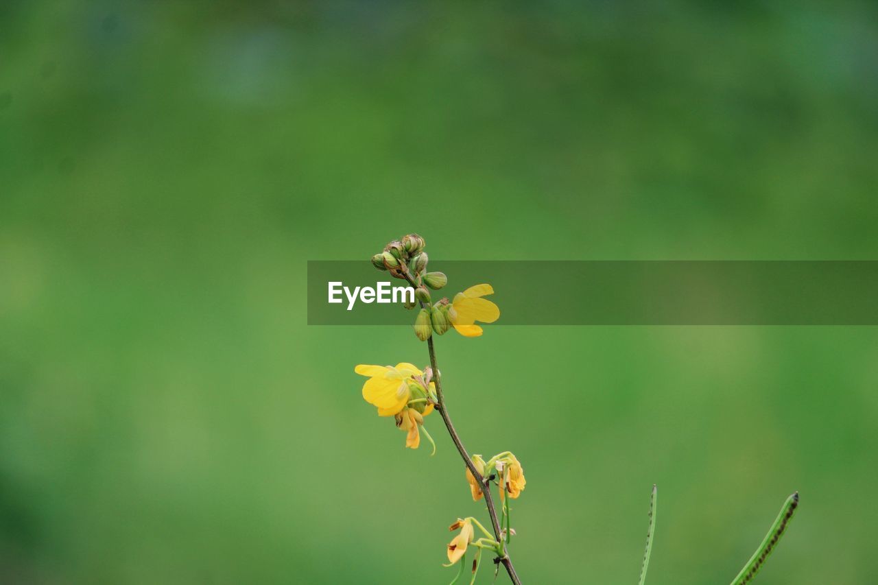 Close-up of yellow flower