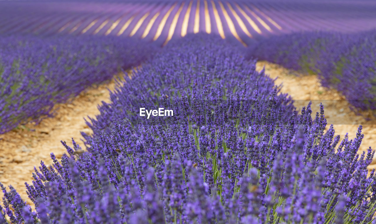 PURPLE FLOWERING PLANTS ON FIELD