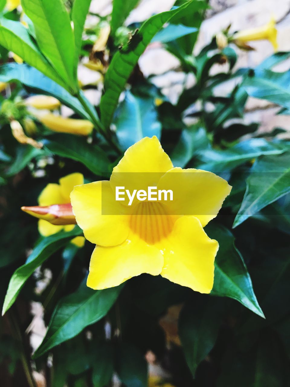 Close-up of yellow flower blooming outdoors