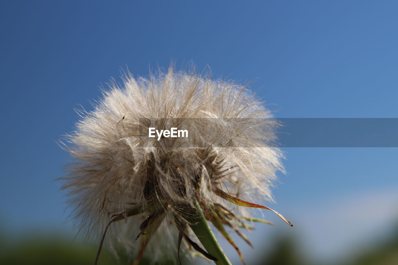 CLOSE-UP OF DRIED DANDELION AGAINST BLUE SKY