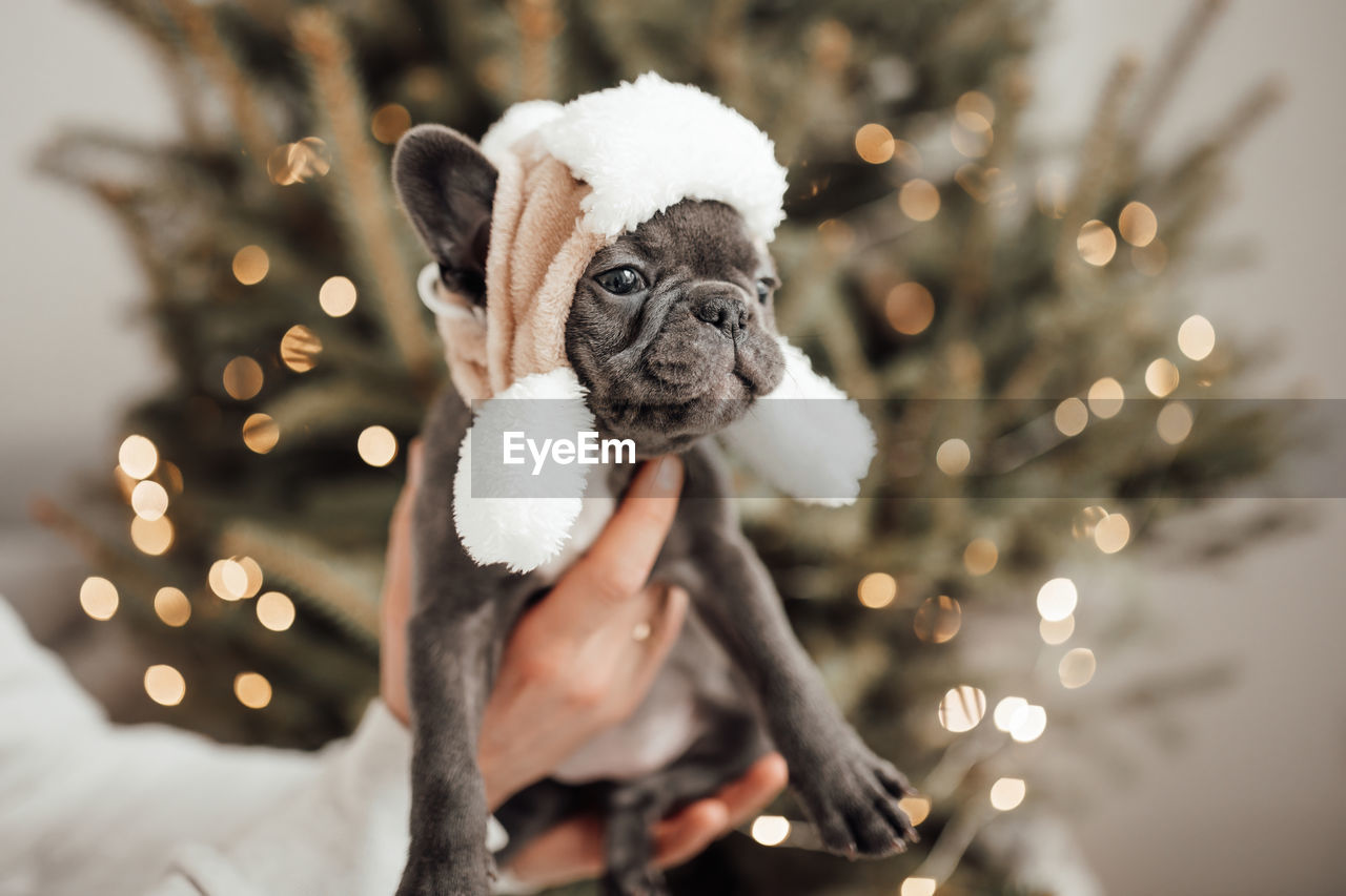 close-up of dog on christmas tree