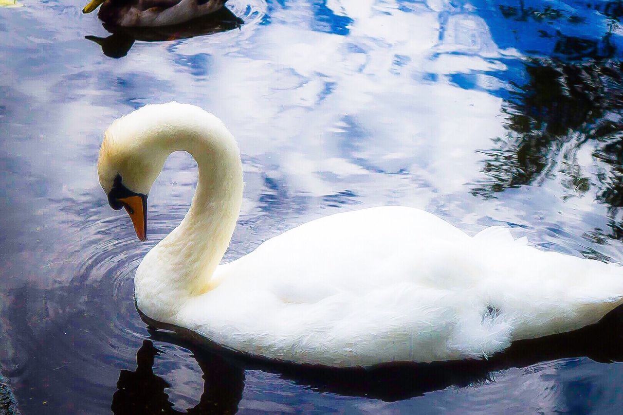 CLOSE-UP OF SWAN SWIMMING IN LAKE