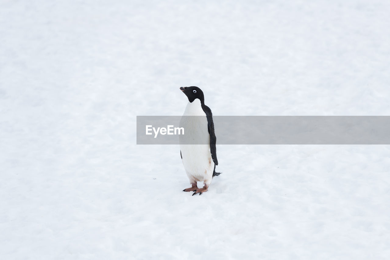 Adélie penguin on trinity peninsula, the antarctic peninsula.