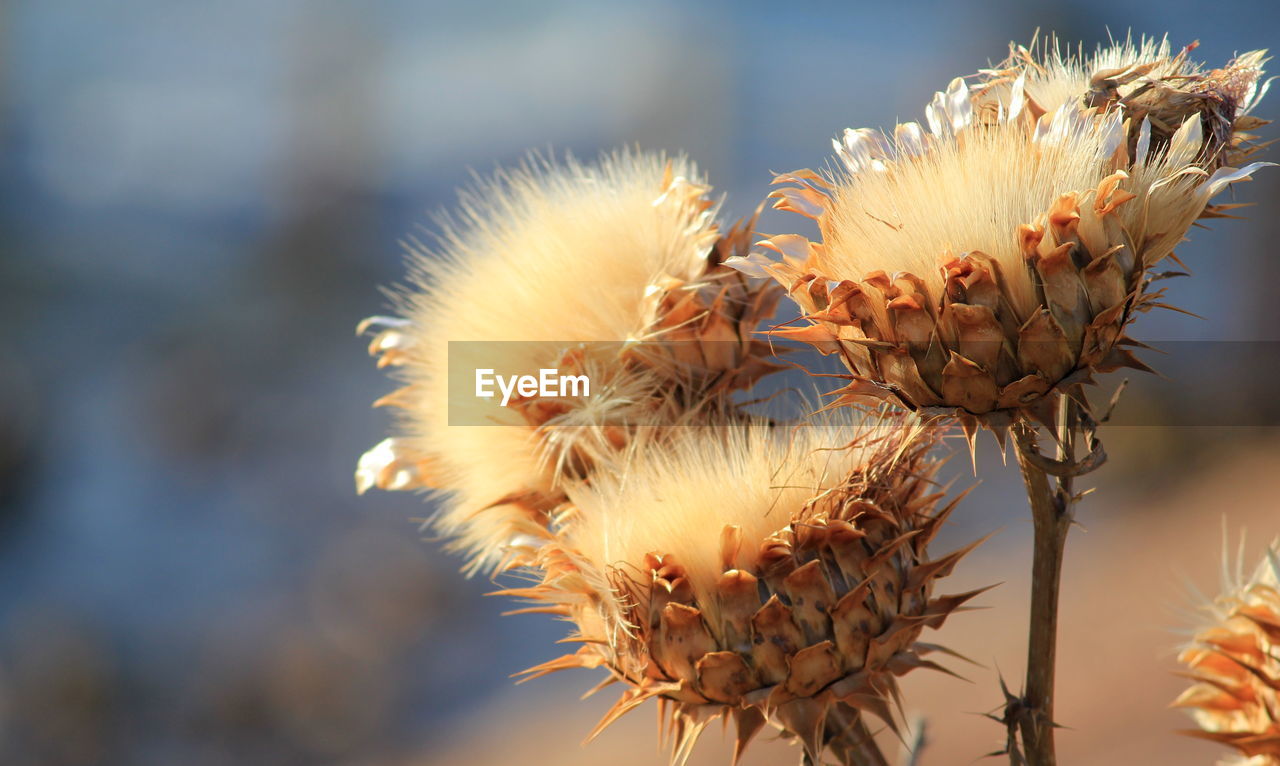 Close-up of wilted thistles outdoors