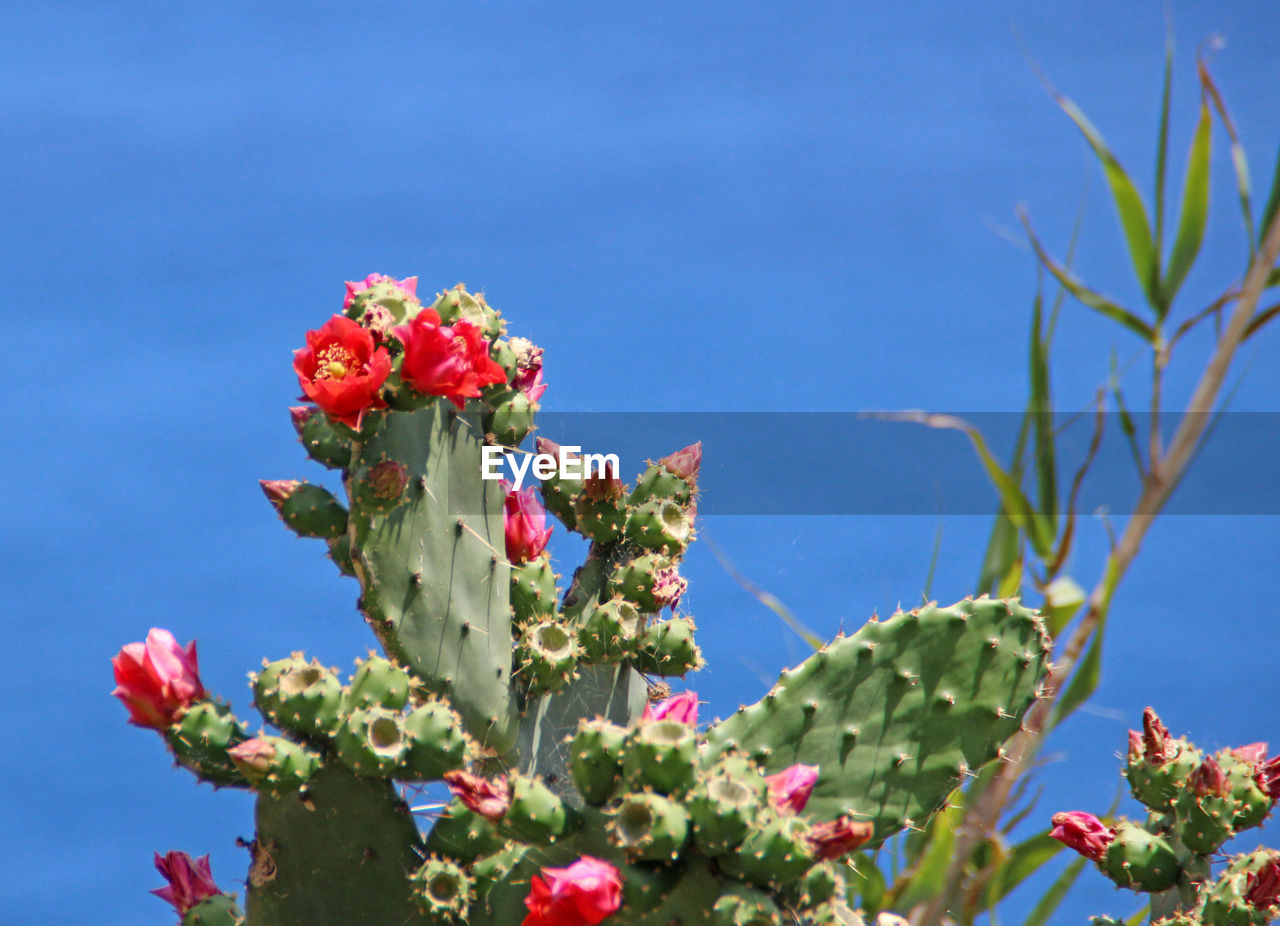 Low angle view of pink flowers blooming against sky