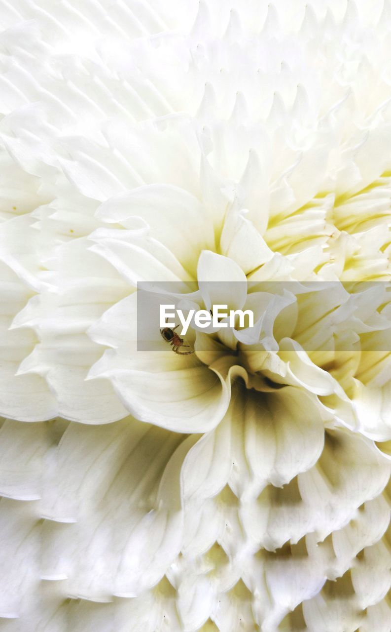 EXTREME CLOSE-UP OF INSECT ON WHITE FLOWER