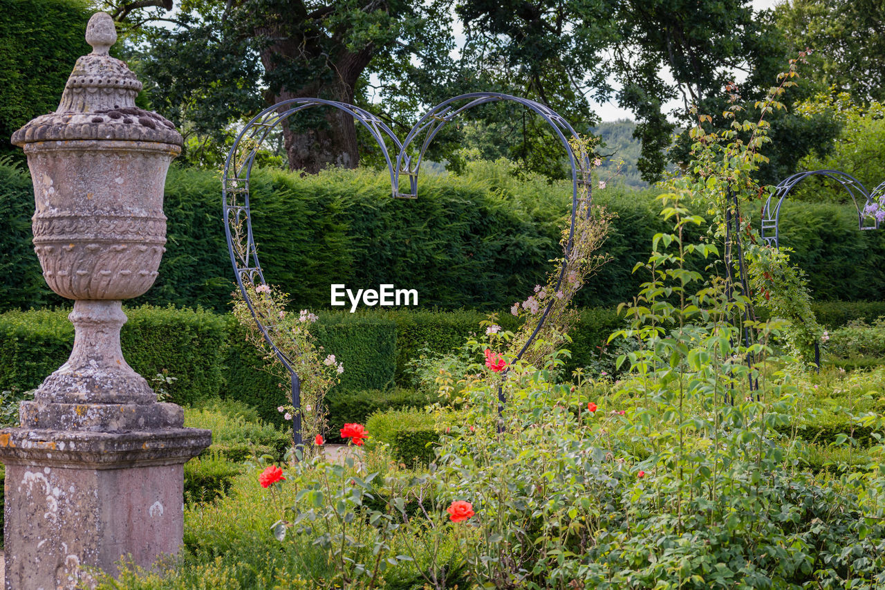 PLANTS GROWING IN GARDEN