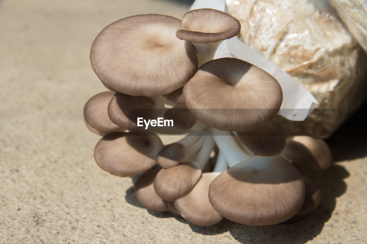 High angle view of mushrooms growing at beach