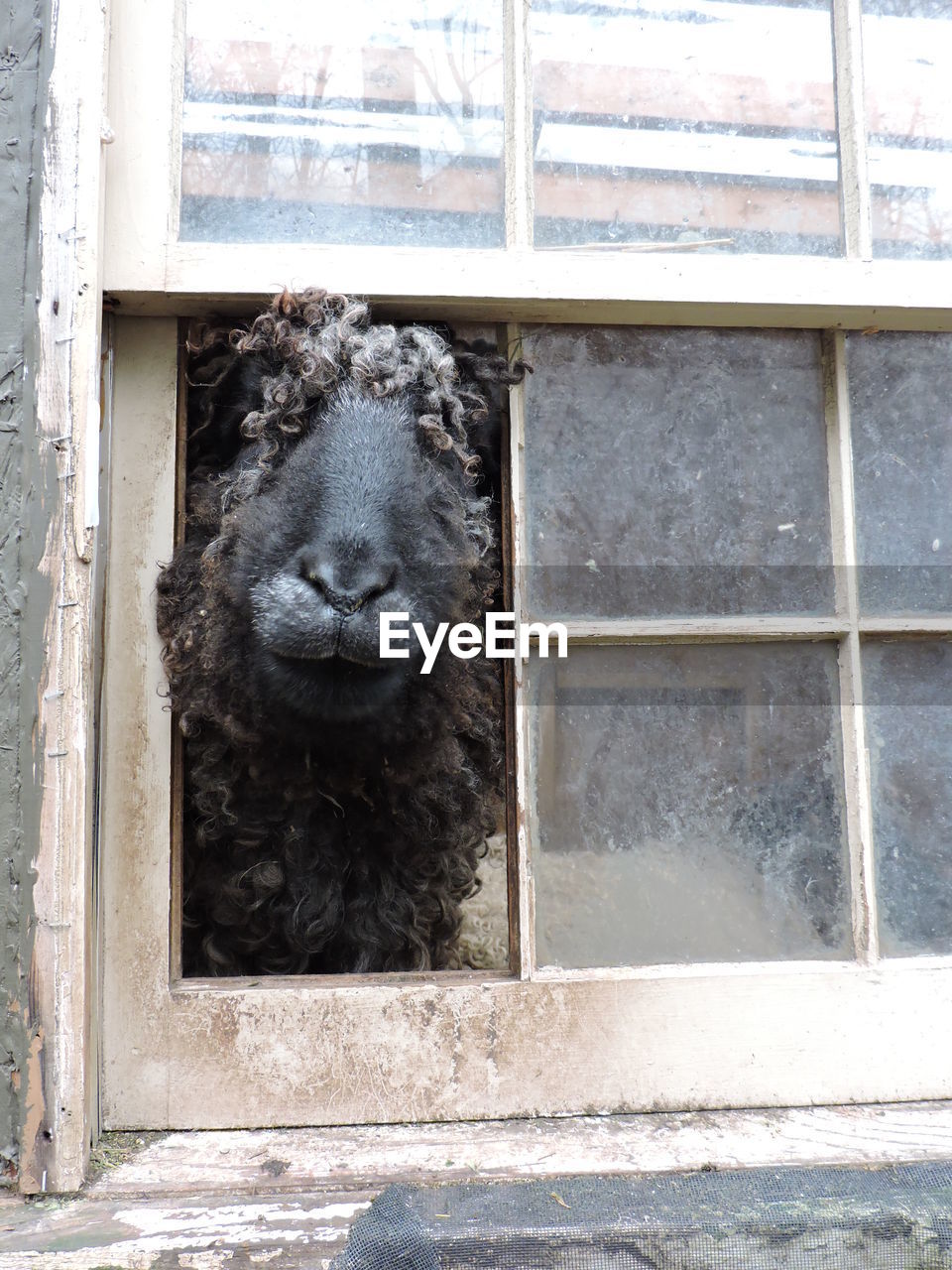 Goat looking through pen window