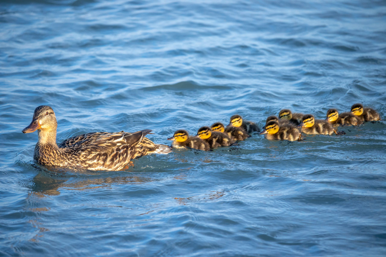 Ducks swimming in lake