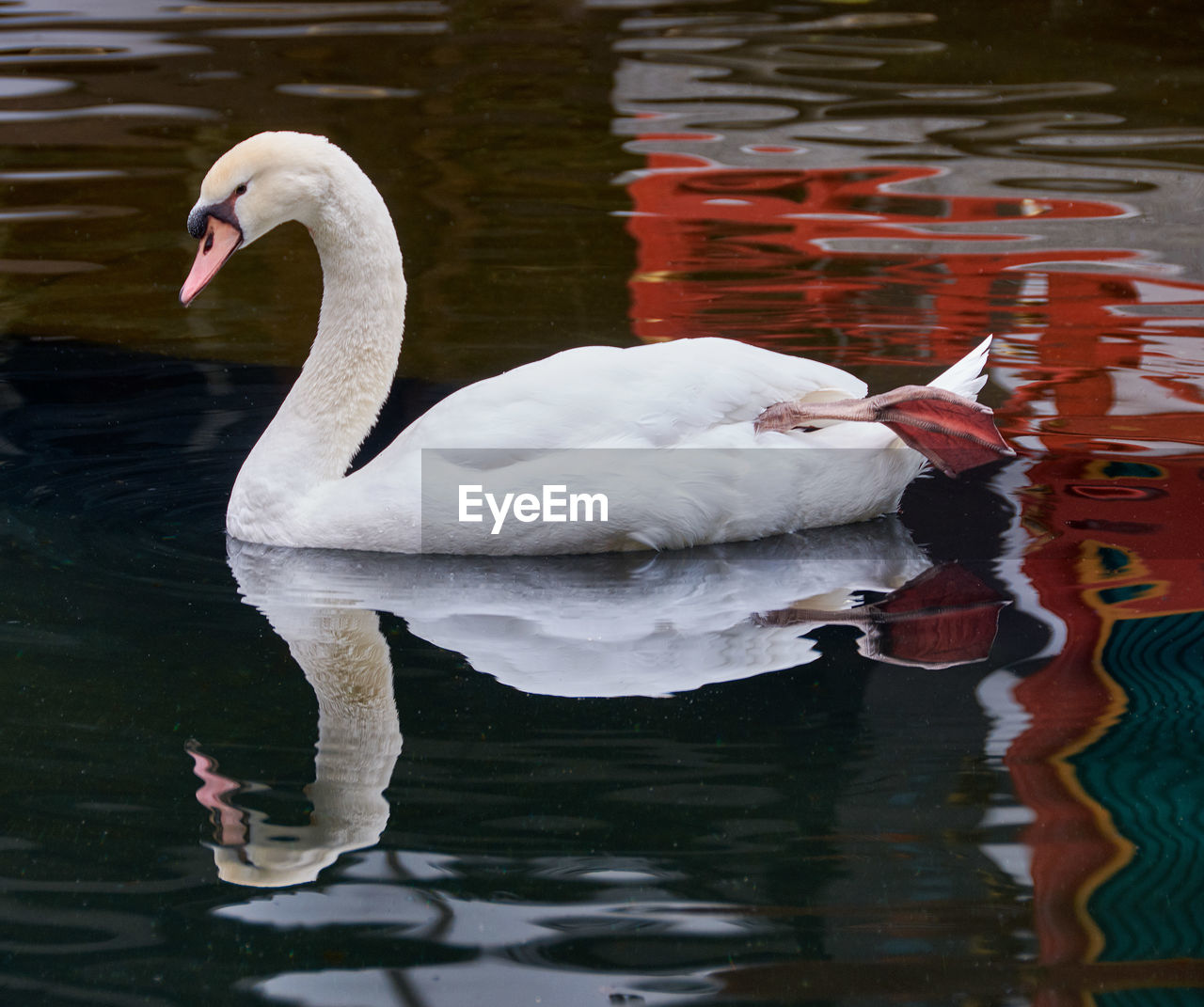 VIEW OF SWAN IN LAKE