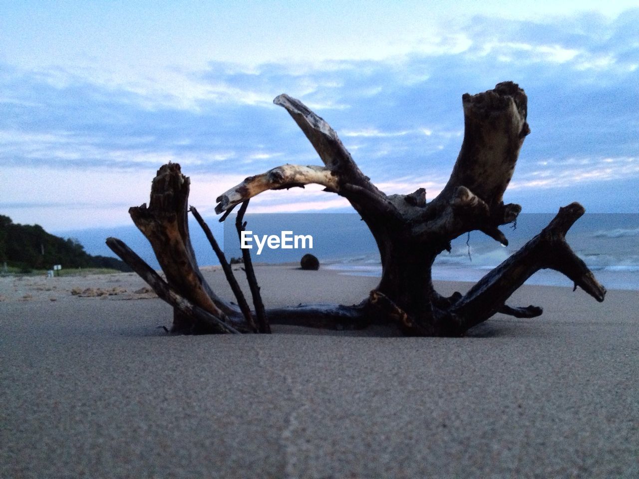 Close-up of dead tree on beach