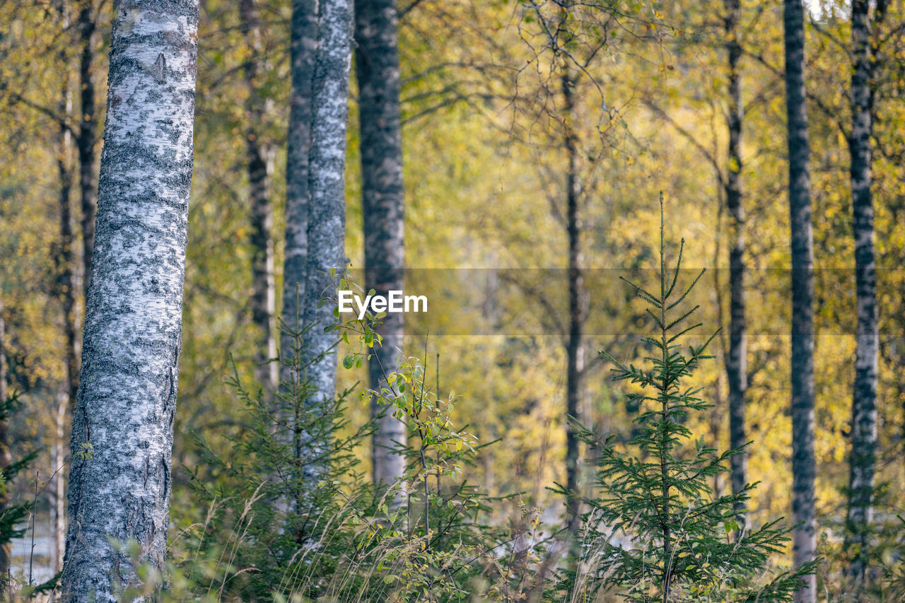 White birch trunks in the autumn landscape