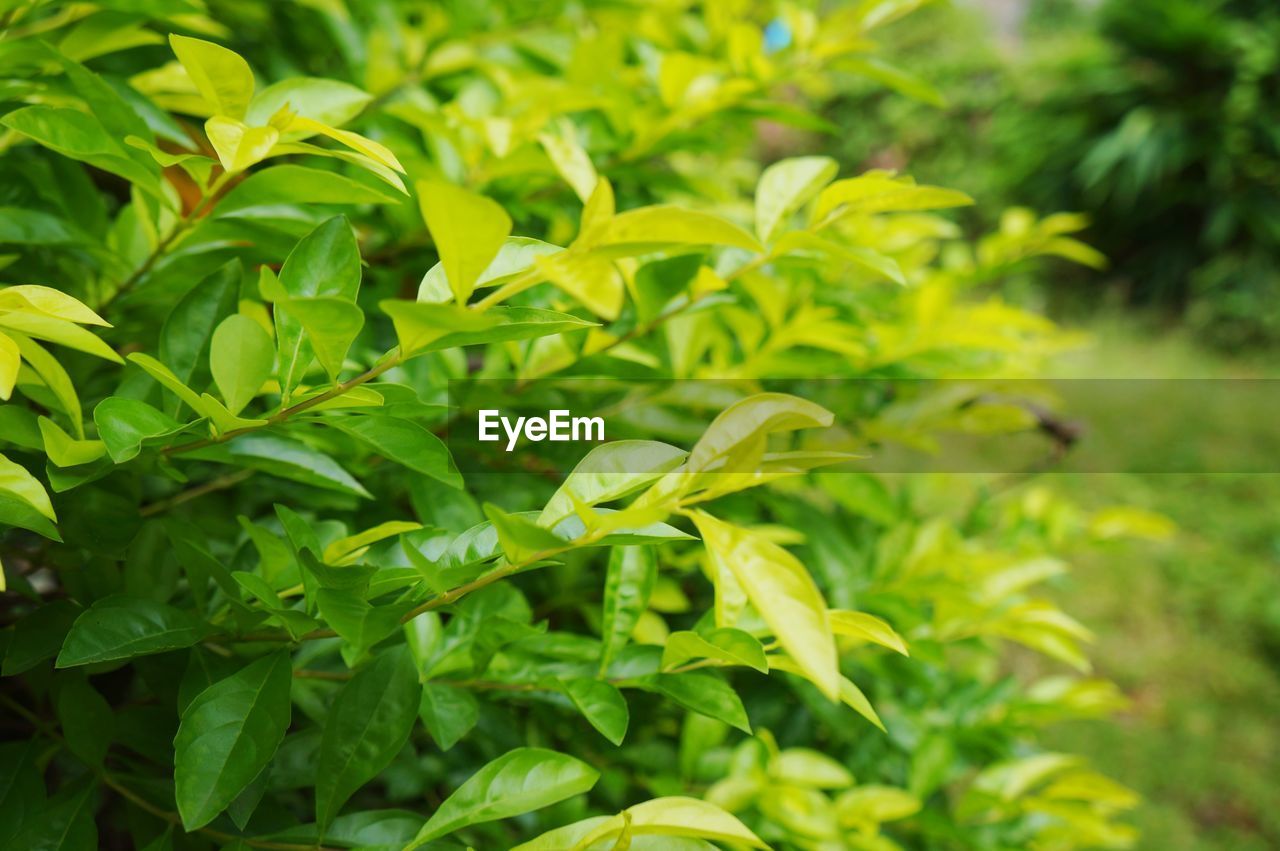 CLOSE-UP OF FLOWERING PLANT LEAVES ON FIELD