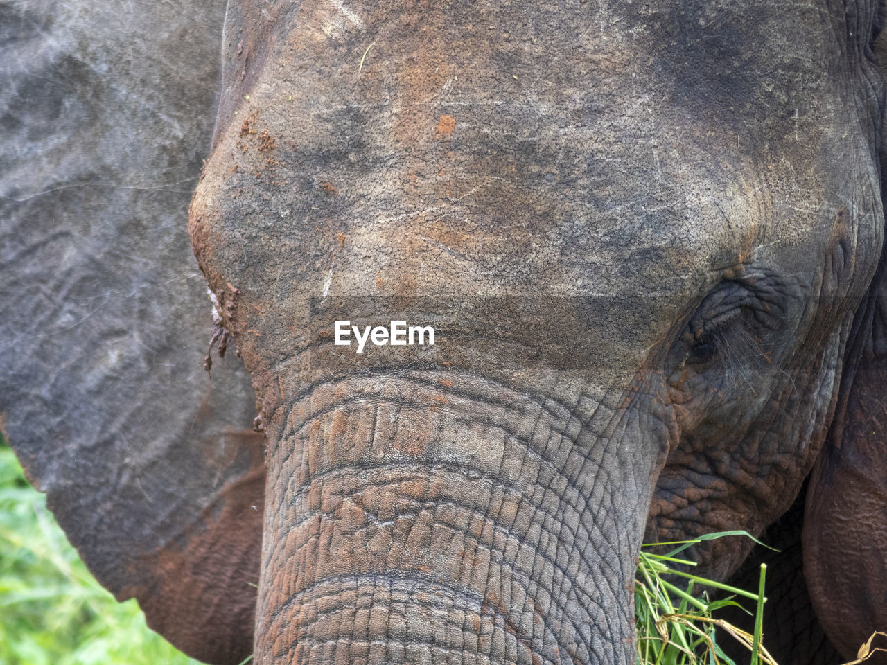 Close-up of elephant