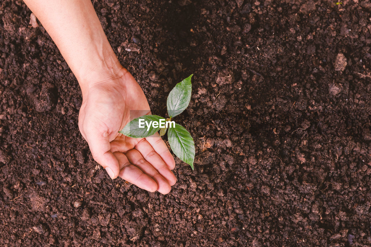 cropped hand of man holding plant