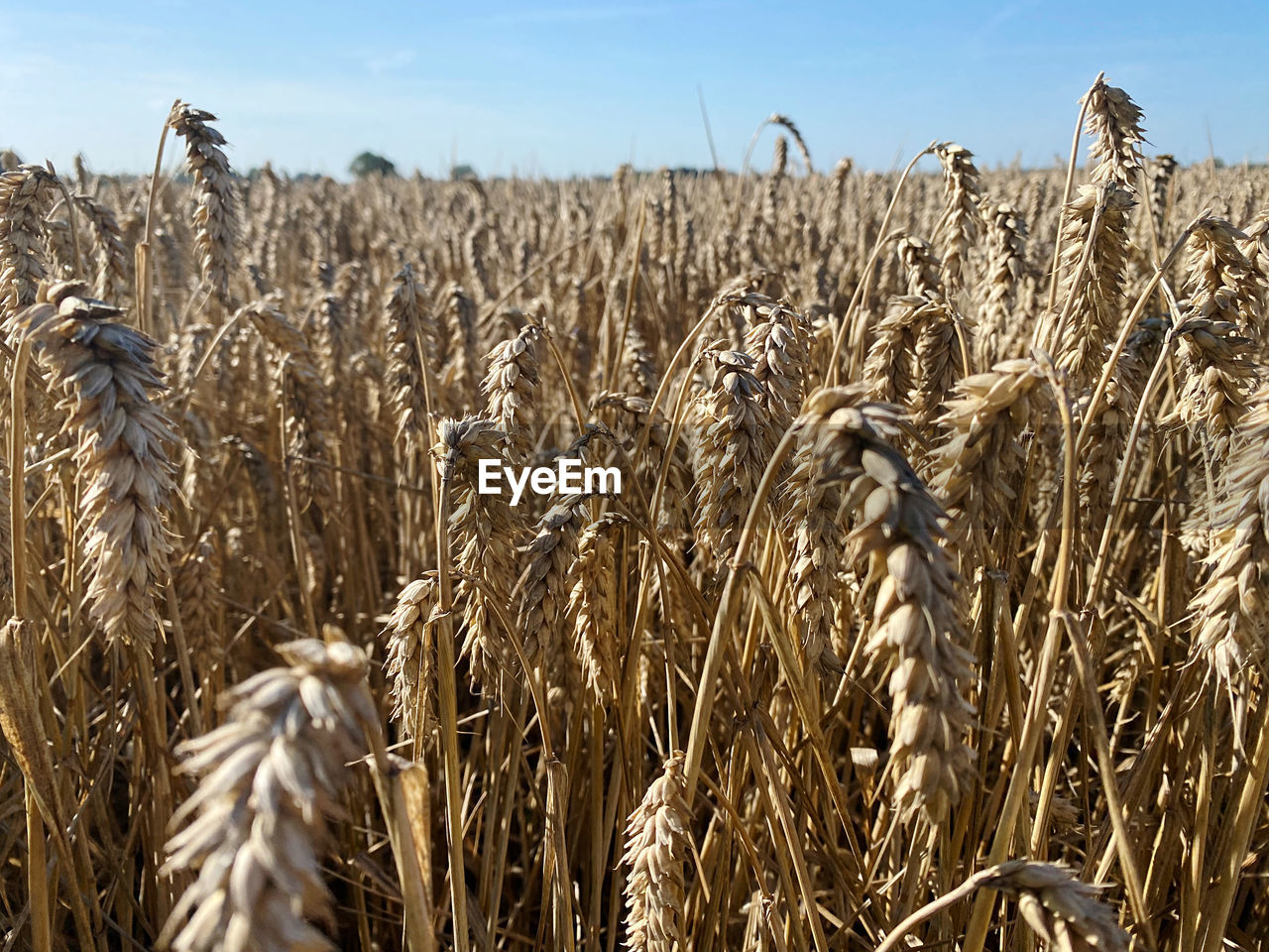 crop, agriculture, cereal plant, landscape, food, field, land, plant, rural scene, sky, growth, nature, farm, wheat, environment, food grain, corn, no people, summer, food and drink, beauty in nature, day, outdoors, barley, rye, cereal, gold, scenics - nature, harvesting, emmer, plant stem, sunlight, ripe, tranquility, close-up, cloud, blue