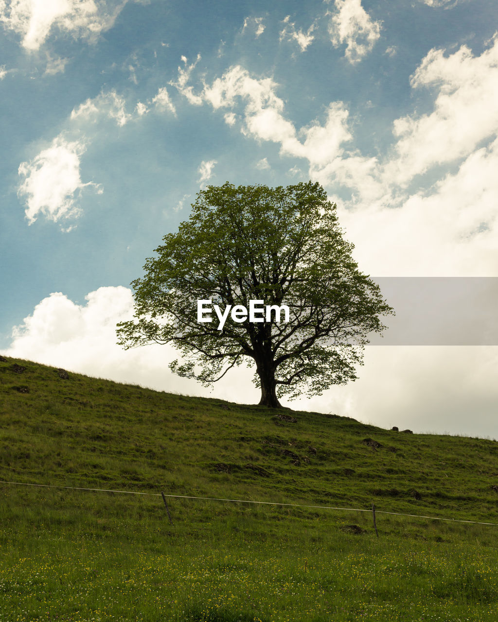 TREE ON FIELD