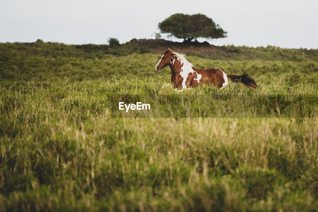 Brown and white spotted horse gallops through grassy field