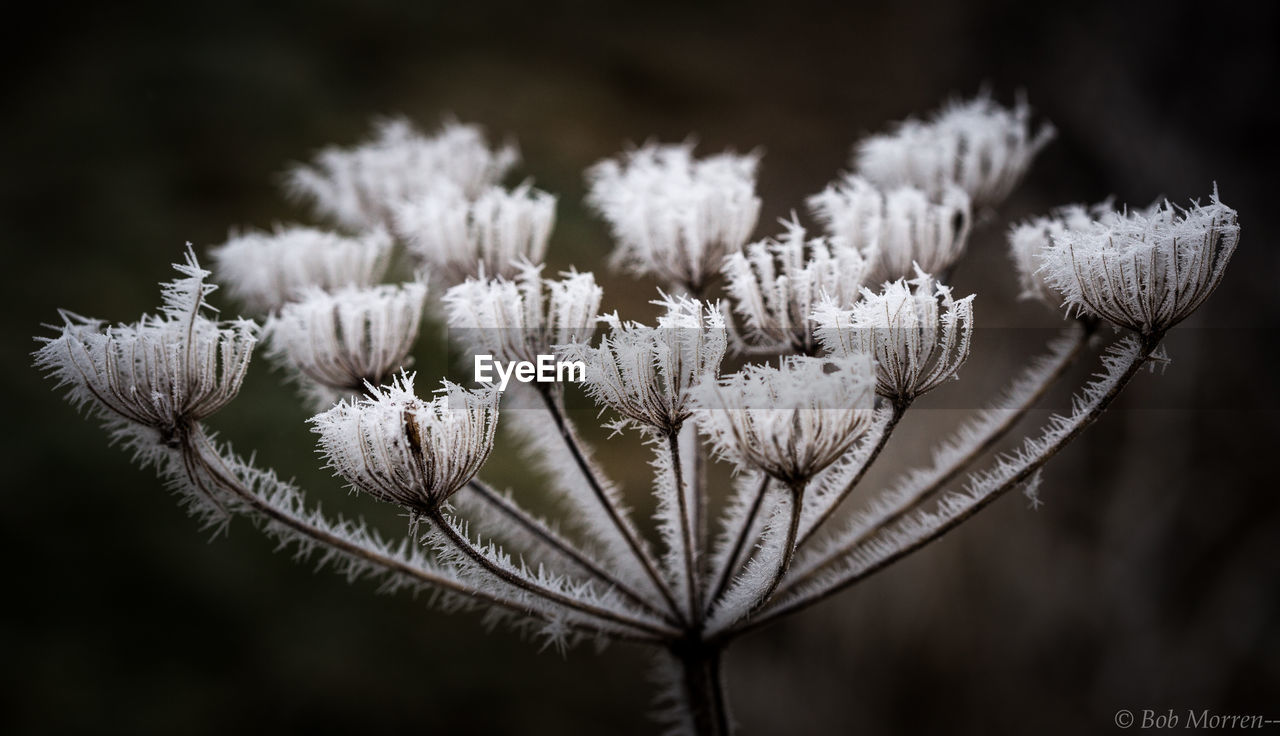 Close-up of fresh plants during winter