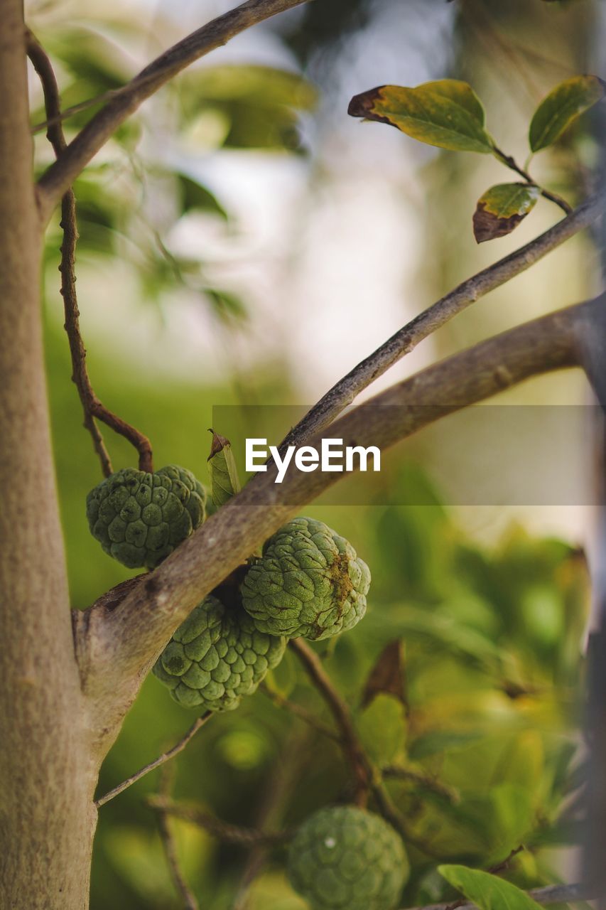 CLOSE-UP OF INSECT PERCHING ON BRANCH AGAINST BLURRED BACKGROUND