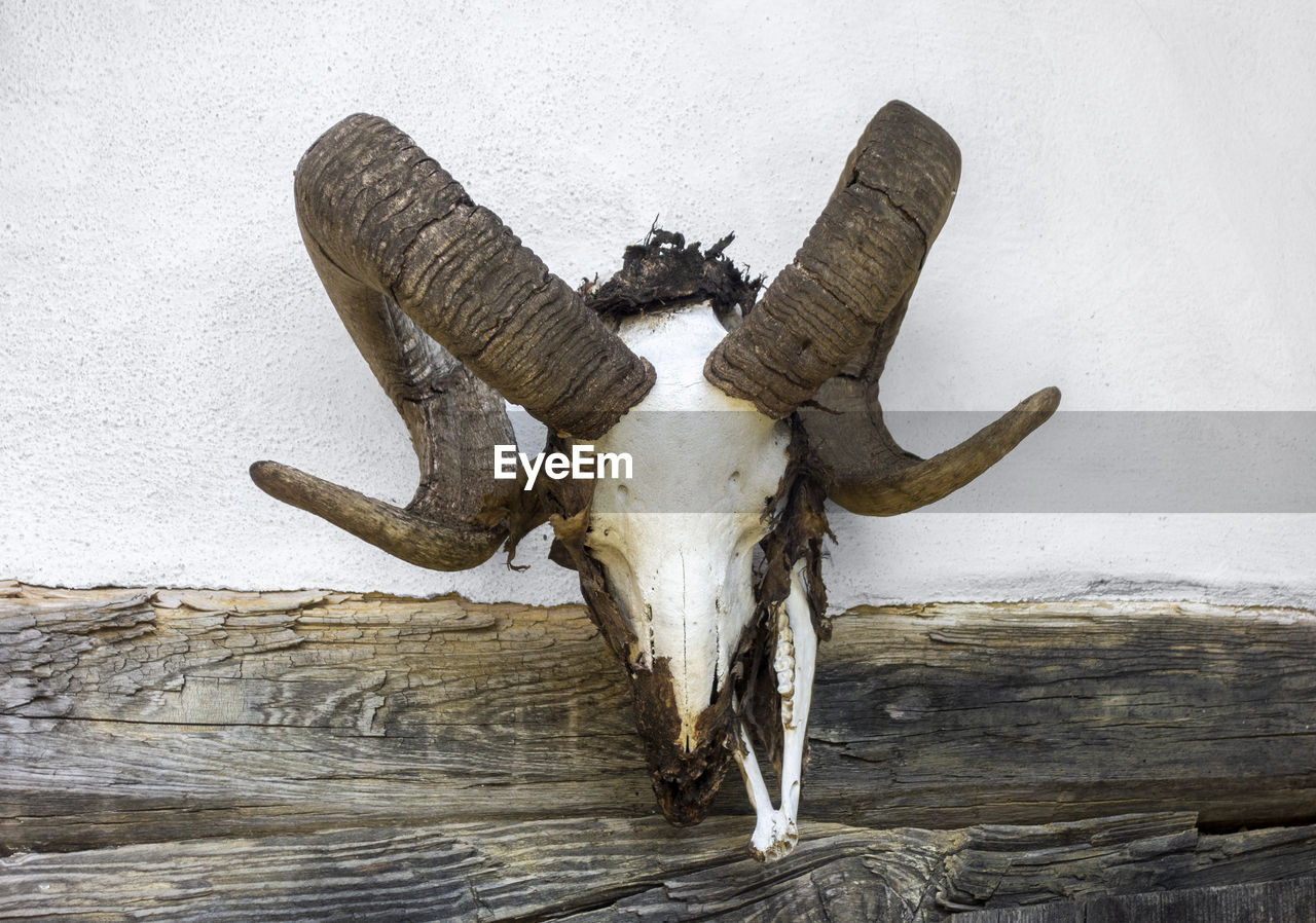 Weathered sheep skull mounted on a wall