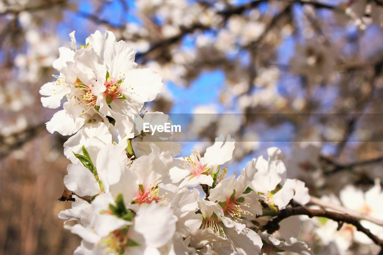 close-up of cherry blossom tree