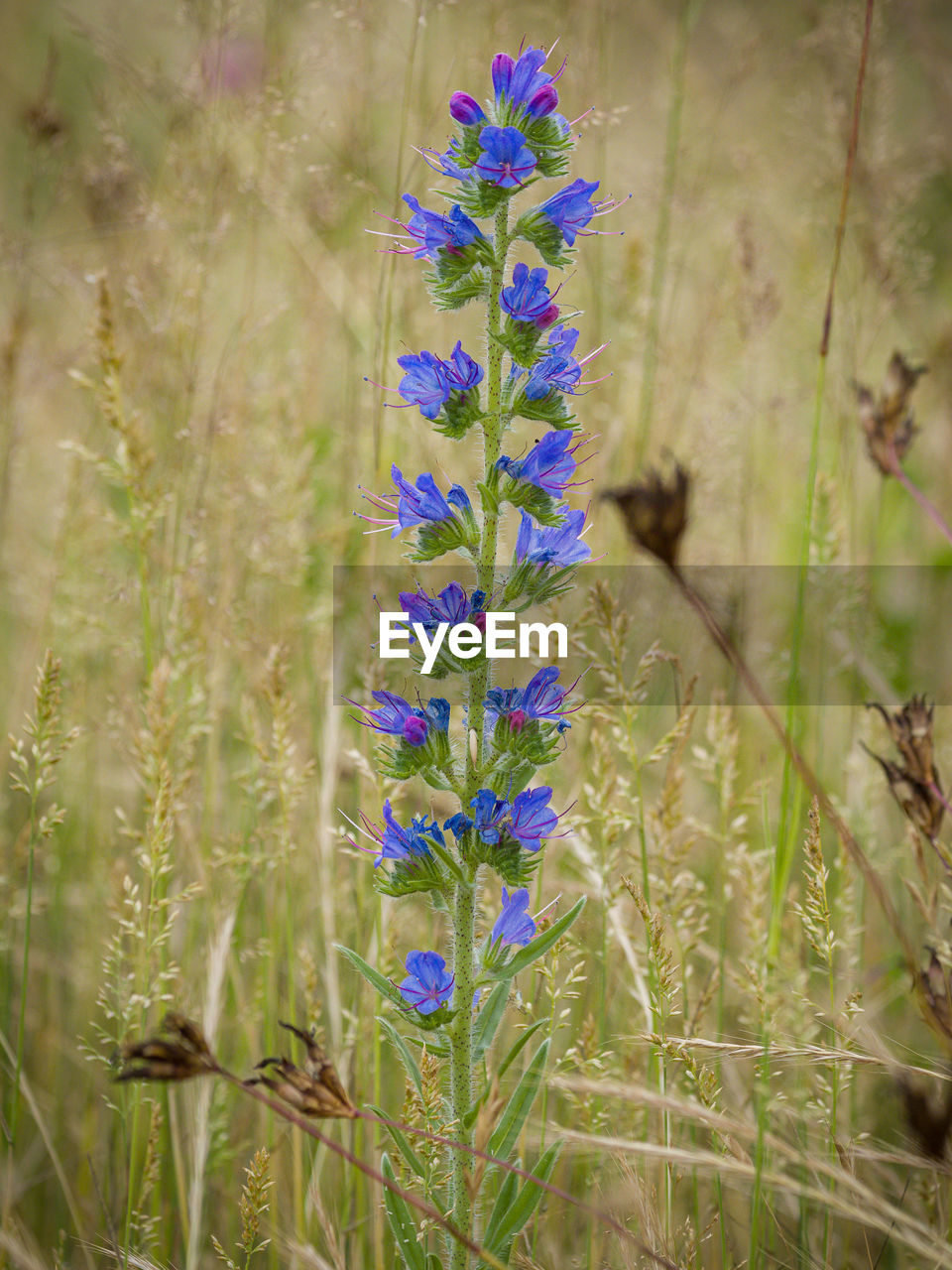 CLOSE-UP OF PURPLE FLOWERING PLANTS