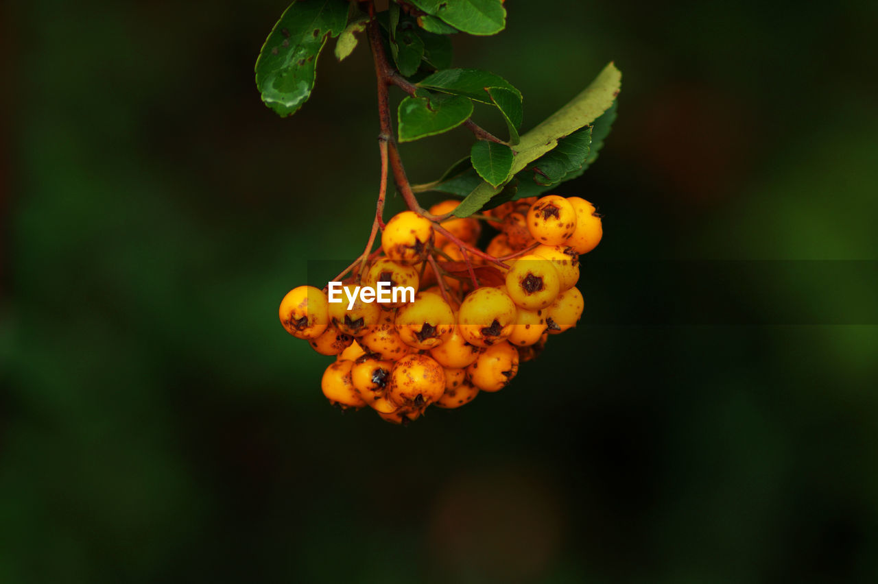 Close-up of orange berries on plant